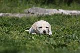 LABRADOR 1069